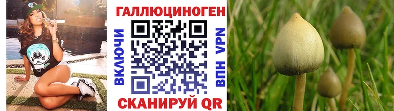 Псилоцибиновые грибы Psilocybe Новоалександровск